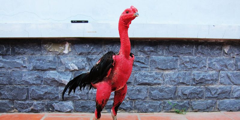 Cách Làm Cho Gà Lì Đòn Tăng Sức Bền Nhanh Chóng Tại Jun88 4 Cách làm cho gà lì đòn qua chế độ dinh dưỡng