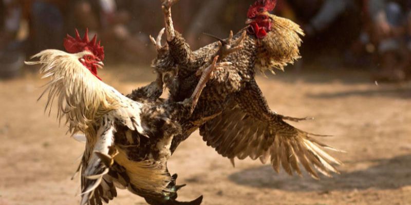 Cách Làm Cho Gà Lì Đòn Tăng Sức Bền Nhanh Chóng Tại Jun88 5 Phương pháp luyện tập thể lực cơ bản