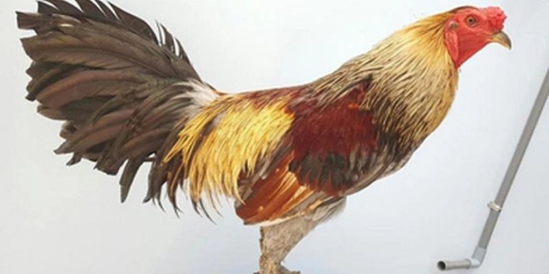 Kinh Nghiệm Nuôi Gà Mỹ – Tạo Chiến Kê Siêu Lực Cùng Jun88 6 Kinh nghiệm nuôi gà Mỹ xây dựng phản xạ chiến đấu