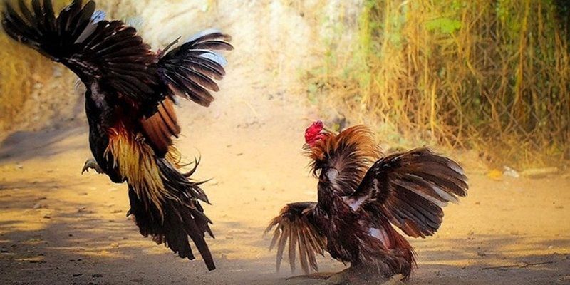 Đá Gà C1 Hôm Nay – Trực Tiếp Full Trận Chất Lượng Tại Jun88 4 Quy định đá gà C1
