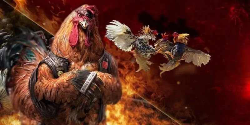Đá Gà C3 Hôm Nay – Trực Tiếp Full Trận Đỉnh Cao Tại Jun88 4 Trận chung kết đá gà C3 tối nay thu hút hàng nghìn khán giả